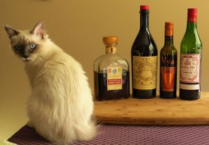 Maggie (the kitten) "helping" with our experiments. needless  to say she didn't like any of them. ;)